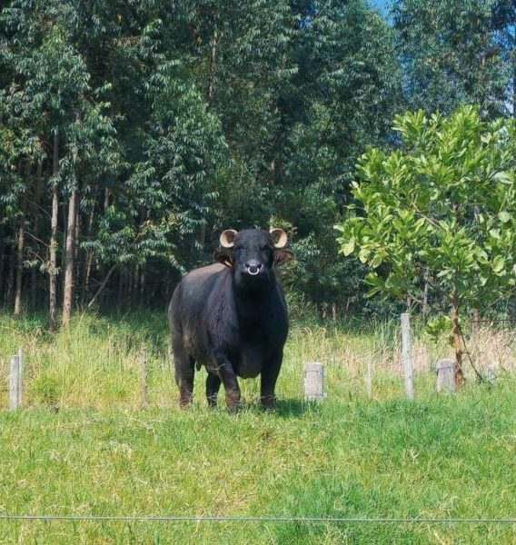 Touro bubalino no pasto da Novagen